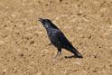 J14_0135 Corvus.JPG